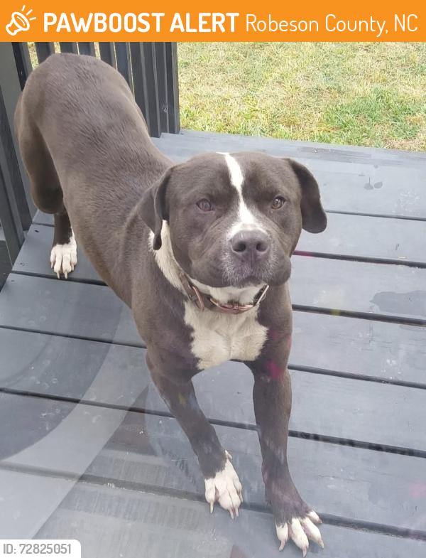 Found/Stray Male Dog last seen Allenton area , Robeson County, NC 28358
