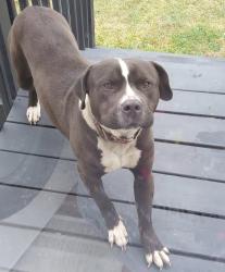 Found/Stray Male Dog last seen Allenton area , Robeson County, NC 28358