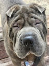 Found/Stray Male Dog last seen Shoupes Grove Church Rd, Icard, NC 28666