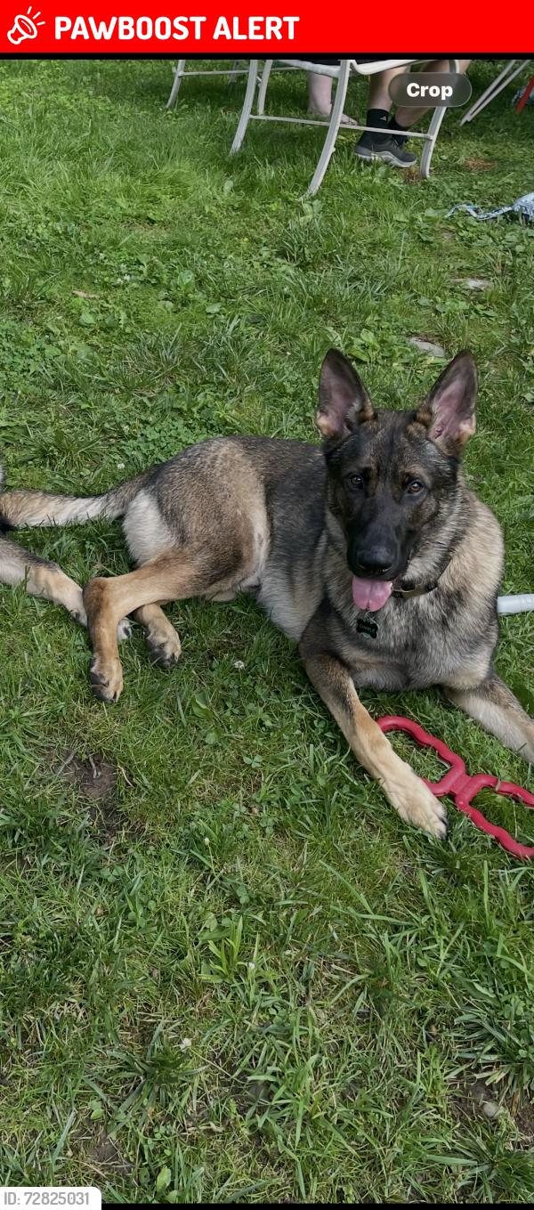 Lost Male Dog last seen Grace Construction site near Elmhurst twp Fire Co, Elmhurst Township, PA 18444