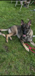Lost Male Dog last seen Grace Construction site near Elmhurst twp Fire Co, Elmhurst Township, PA 18444