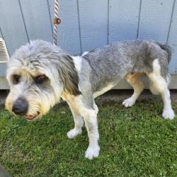 Found/Stray Male Dog last seen Near E Conant St, Long Beach, CA 90808, Long Beach, CA 90808