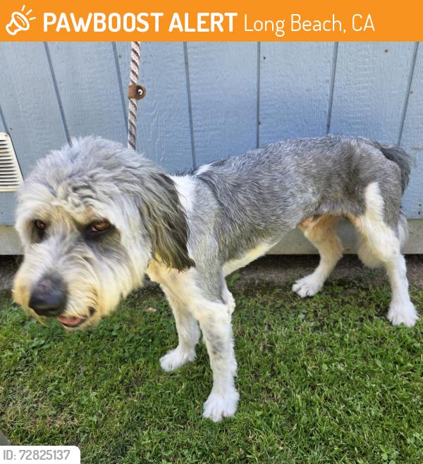 Found/Stray Male Dog last seen Near E Conant St, Long Beach, CA 90808, Long Beach, CA 90808