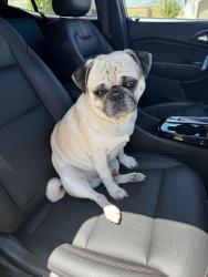 Found/Stray Male Dog last seen Prairie Crossing and Iron Trail, Winchester, CA, Winchester, CA 92596