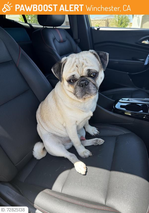 Found/Stray Male Dog last seen Prairie Crossing and Iron Trail, Winchester, CA, Winchester, CA 92596