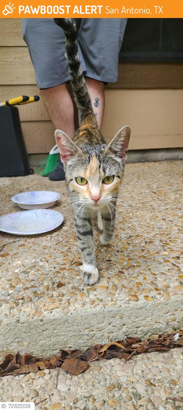 Found/Stray Female Cat last seen Gawain and Ray Bon, San Antonio, TX 78218