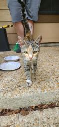 Found/Stray Female Cat last seen Gawain and Ray Bon, San Antonio, TX 78218