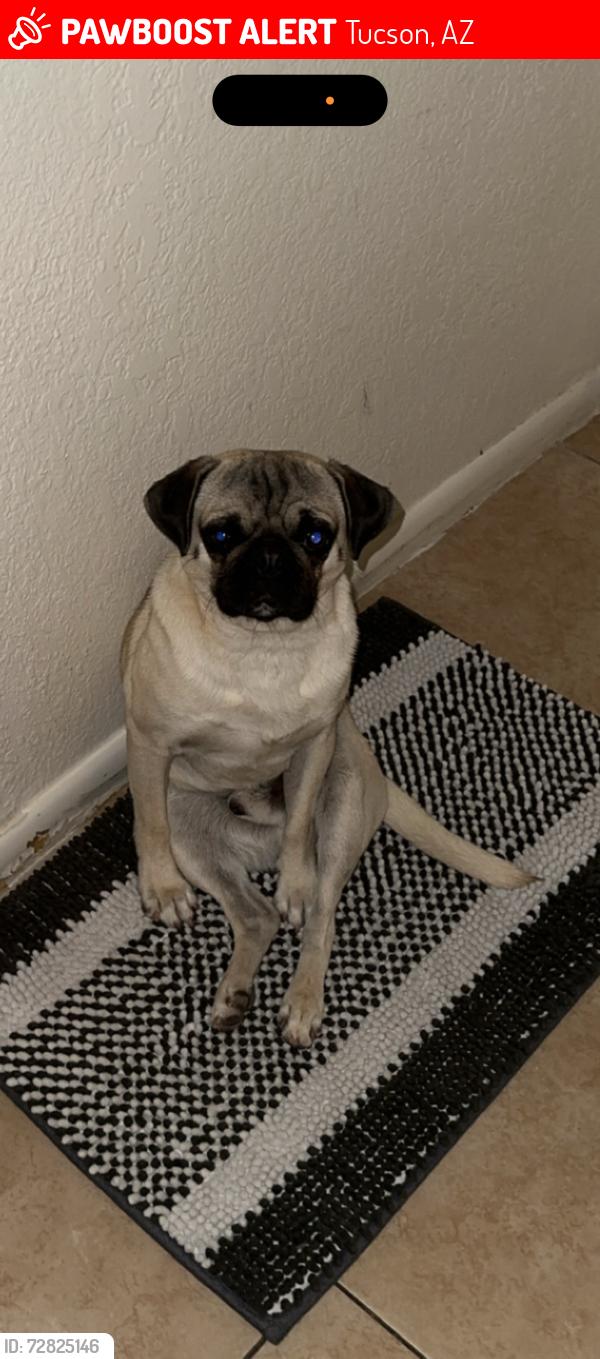 Lost Male Dog last seen Kolb and Escalante, Tucson, AZ 85730