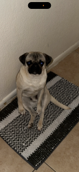Lost Male Dog last seen Kolb and Escalante, Tucson, AZ 85730