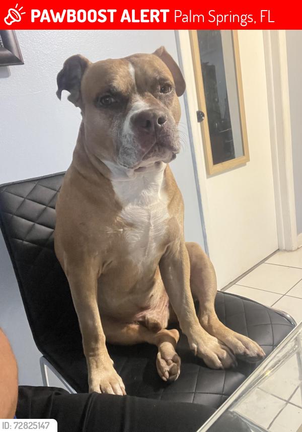 Lost Male Cat last seen Parque de Palm springs , Palm Springs, FL 33461