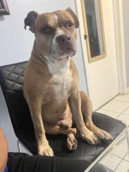 Lost Male Cat last seen Parque de Palm springs , Palm Springs, FL 33461
