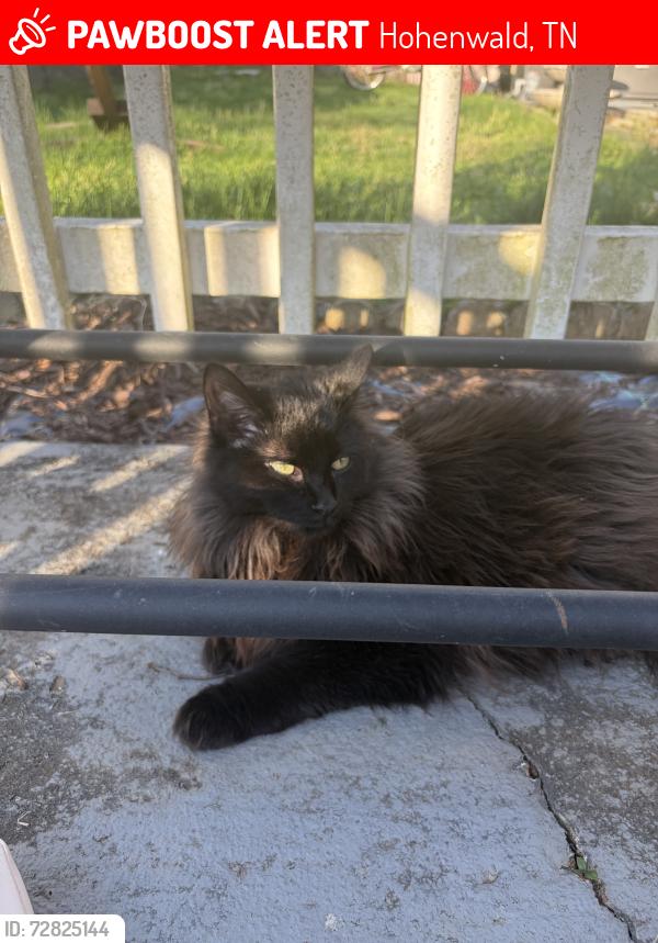Lost Female Cat last seen Centerville Highway, Paxton Hollow, Hohenwald, TN 38462