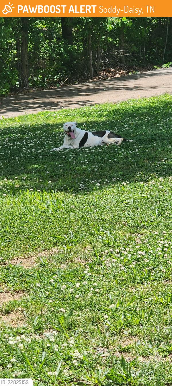 Found/Stray Male Dog last seen Off jones gap rd, Soddy-Daisy, TN 37379