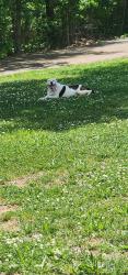 Found/Stray Male Dog last seen Off jones gap rd, Soddy-Daisy, TN 37379