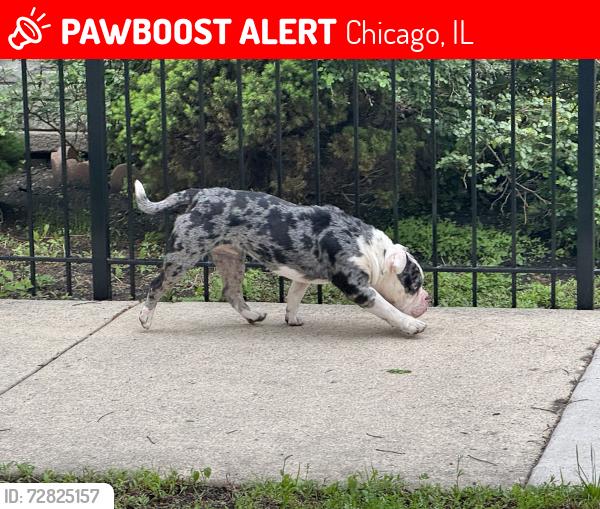 Lost Unknown Dog last seen 65th and Whipple street, Chicago, IL 60629