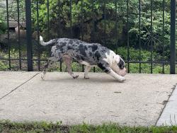 Lost Unknown Dog last seen 65th and Whipple street, Chicago, IL 60629