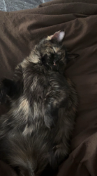 Lost Female Cat last seen Near Lochmar Trail, Cumming Ga, Cumming, GA 30040