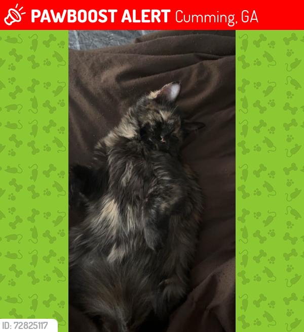 Lost Female Cat last seen Near Lochmar Trail, Cumming Ga, Cumming, GA 30040