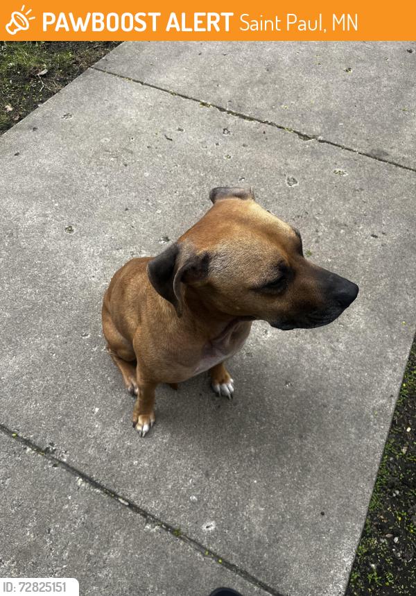 Found/Stray Male Dog last seen Lloyds Automotive Services, Saint Paul, MN 55105