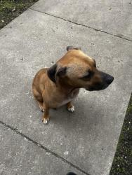 Found/Stray Male Dog last seen Lloyds Automotive Services, Saint Paul, MN 55105