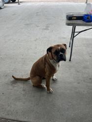 Found/Stray Male Dog last seen classic hot rods , Baytown, TX 77520