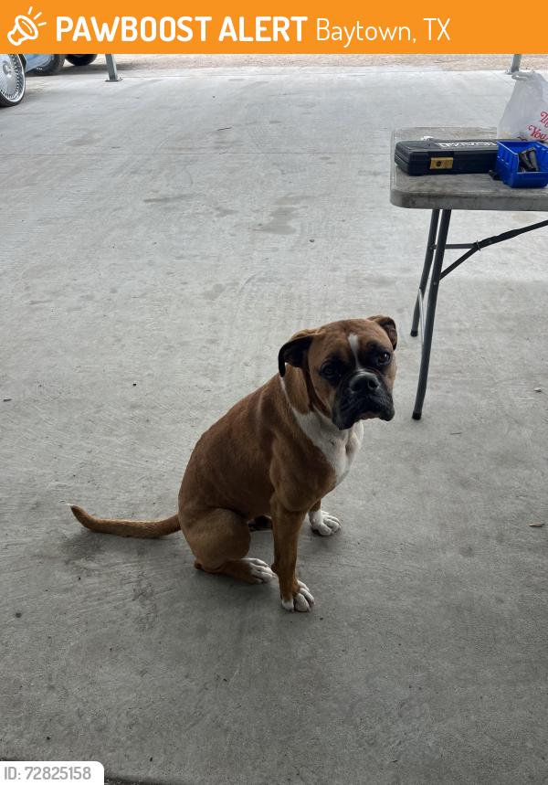 Found/Stray Male Dog last seen classic hot rods , Baytown, TX 77520