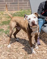 Shelter Stray Male Dog last seen , GA , Atlanta, GA 30341