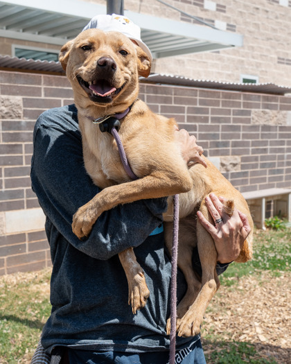 Shelter Stray Female Dog last seen , 30340, GA, Atlanta, GA 30341
