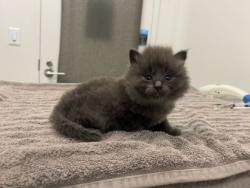 Shelter Stray Male Cat last seen Gillham Rd and E Linwood Blvd, 64109, MO, Kansas City, MO 64132