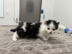 Shelter Stray Male Cat last seen Gillham Rd and E Linwood Blvd, 64109, MO, Kansas City, MO 64132