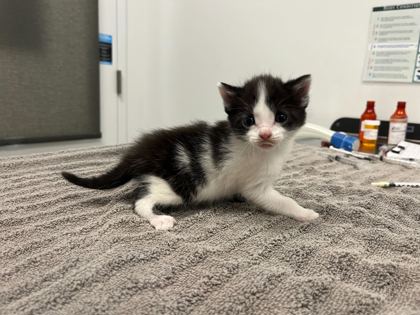 Shelter Stray Male Cat last seen Gillham Rd and E Linwood Blvd, 64109, MO, Kansas City, MO 64132