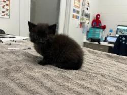 Shelter Stray Male Cat last seen Gillham Rd and E Linwood Blvd, 64109, MO, Kansas City, MO 64132