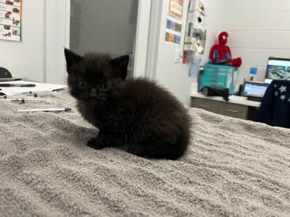 Shelter Stray Male Cat last seen Gillham Rd and E Linwood Blvd, 64109, MO, Kansas City, MO 64132