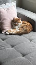 Lost Male Cat last seen Fairhaven Boulevard , Cranbourne West, VIC 3977