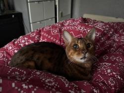 Reunited Male Cat last seen Jade palace , West Midlands, England WS10 9NU