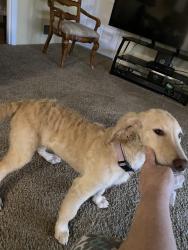 Found/Stray Female Dog last seen Five Notch Rd , North Augusta, SC 29841