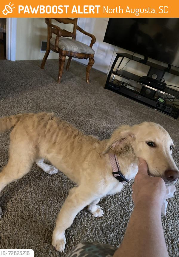 Found/Stray Female Dog last seen Five Notch Rd , North Augusta, SC 29841