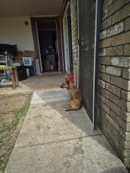 Found/Stray Male Dog last seen 24th se and Lindsay , Norman, OK 73072