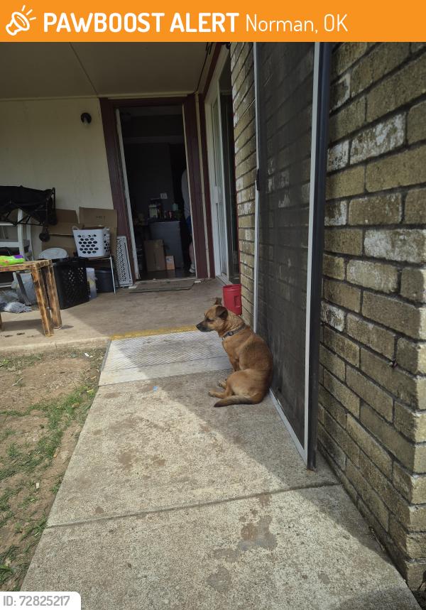 Found/Stray Male Dog last seen 24th se and Lindsay , Norman, OK 73072