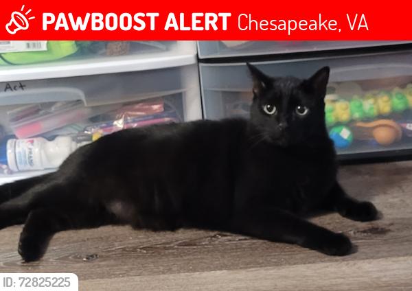 Lost Male Cat last seen Sunny brook apmts, Chesapeake, VA 23324
