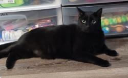 Lost Male Cat last seen Sunny brook apmts, Chesapeake, VA 23324