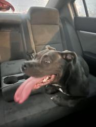 Lost Male Dog last seen Lewis street Nashville tn, Nashville, TN 37210