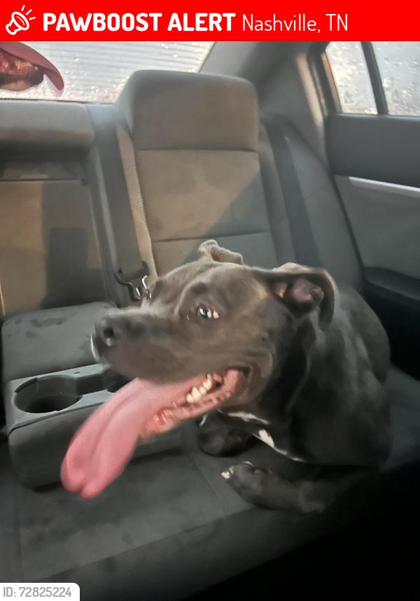 Lost Male Dog last seen Lewis street Nashville tn, Nashville, TN 37210