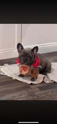 Lost Male Dog last seen Apple valley rd and red feather , Apple Valley, CA 92307