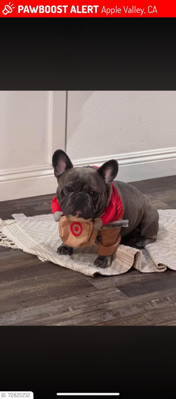 Lost Male Dog last seen Apple valley rd and red feather , Apple Valley, CA 92307