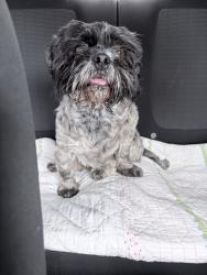 Found/Stray Unknown Dog last seen Tom slick park, San Antonio, TX 78227