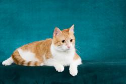 Lost Female Cat last seen Seneca Place and Wood Terrace, Albany, NY 12208
