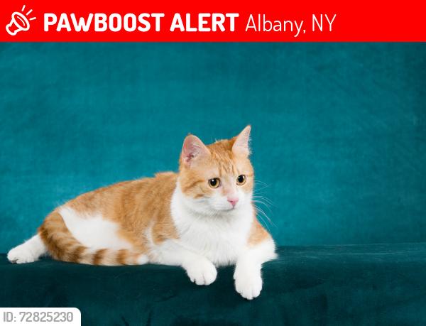 Lost Female Cat last seen Seneca Place and Wood Terrace, Albany, NY 12208