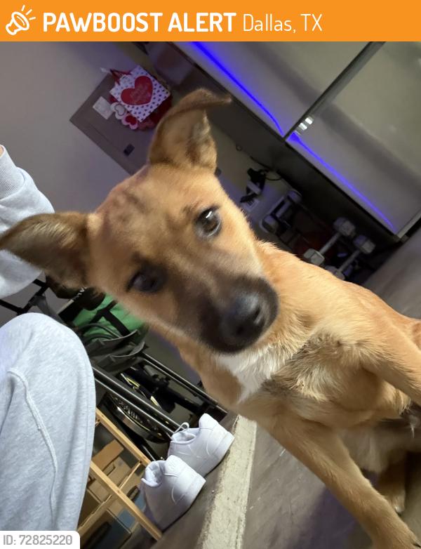 Found/Stray Male Dog last seen Dallas, tx - military & Sam Houston , Dallas, TX 75227