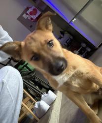 Found/Stray Male Dog last seen Dallas, tx - military & Sam Houston , Dallas, TX 75227